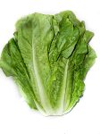 Lechuga Larga (1u. 1800gr)