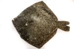 Rodaballo (1u. 800gr)