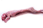 Conejo (1u. 1100gr)